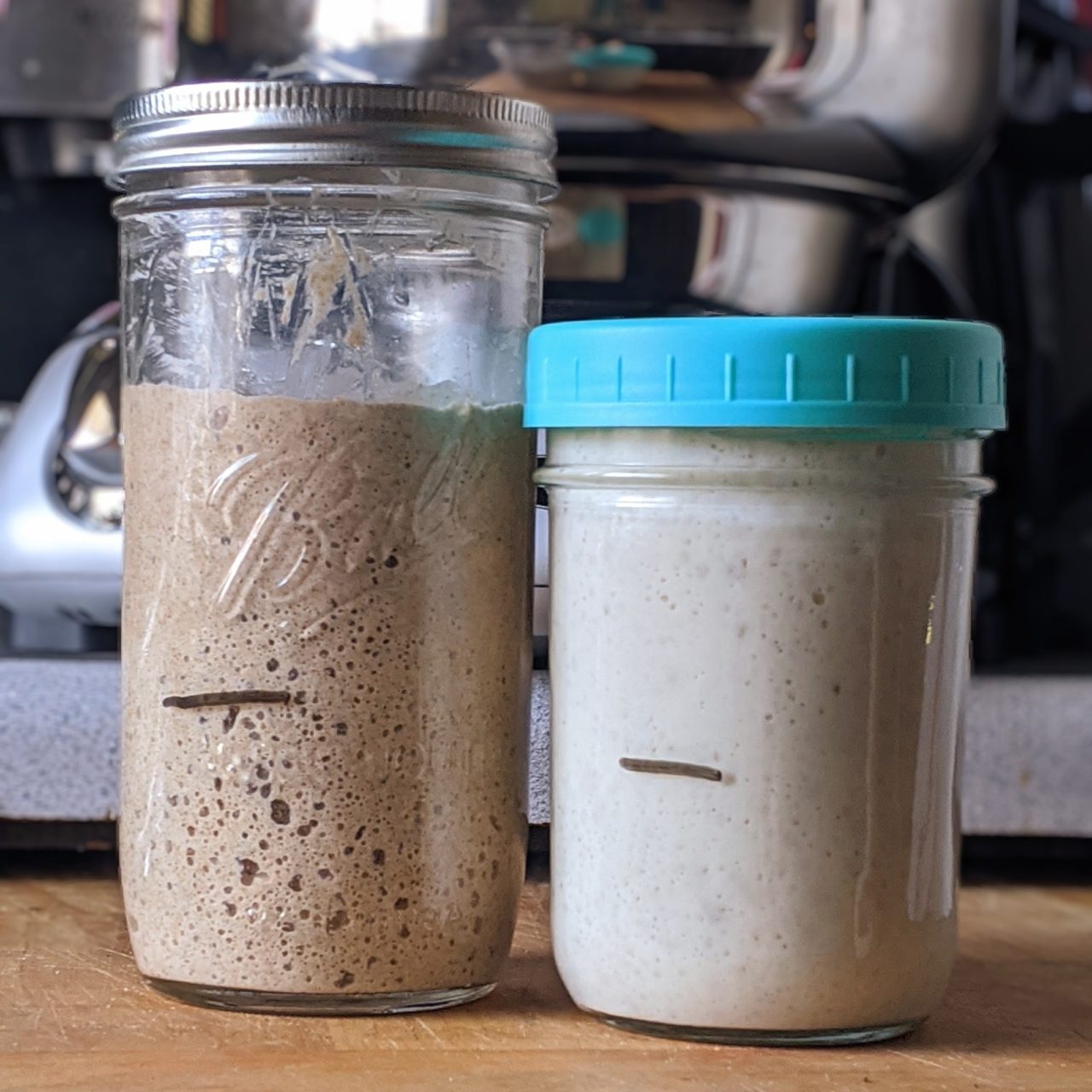 Two mason jars of sourdough starter. One is rye and one is a preferment of bread flour